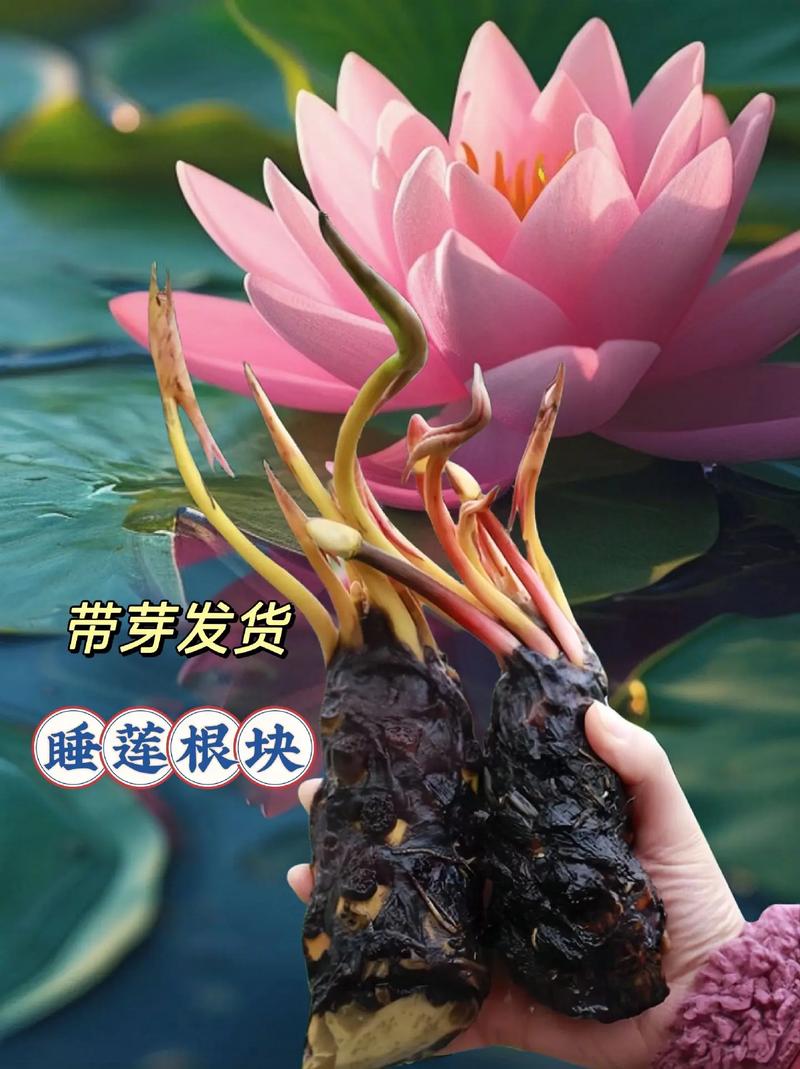 睡莲根可以全水养吗?睡莲根快要全部没在水中吗?-第2张图片-优品飞百科 睡莲根可以全水养吗?睡莲根快要全部没在水中吗?-第2张图片-优品飞百科