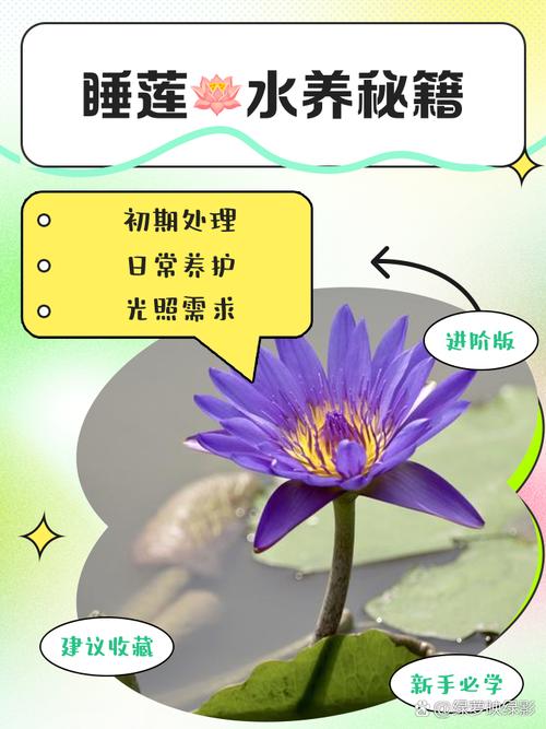 睡莲根可以全水养吗?睡莲根快要全部没在水中吗?-第3张图片-优品飞百科 睡莲根可以全水养吗?睡莲根快要全部没在水中吗?-第3张图片-优品飞百科