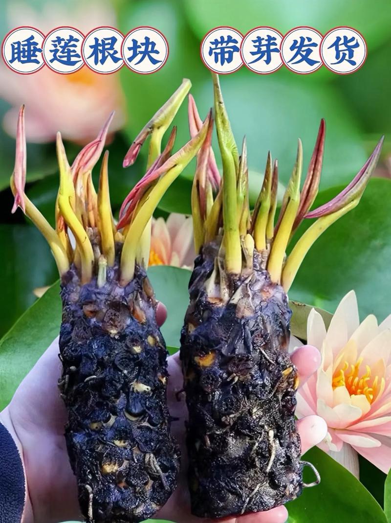 睡莲根可以全水养吗?睡莲根快要全部没在水中吗?-第4张图片-优品飞百科 睡莲根可以全水养吗?睡莲根快要全部没在水中吗?-第4张图片-优品飞百科