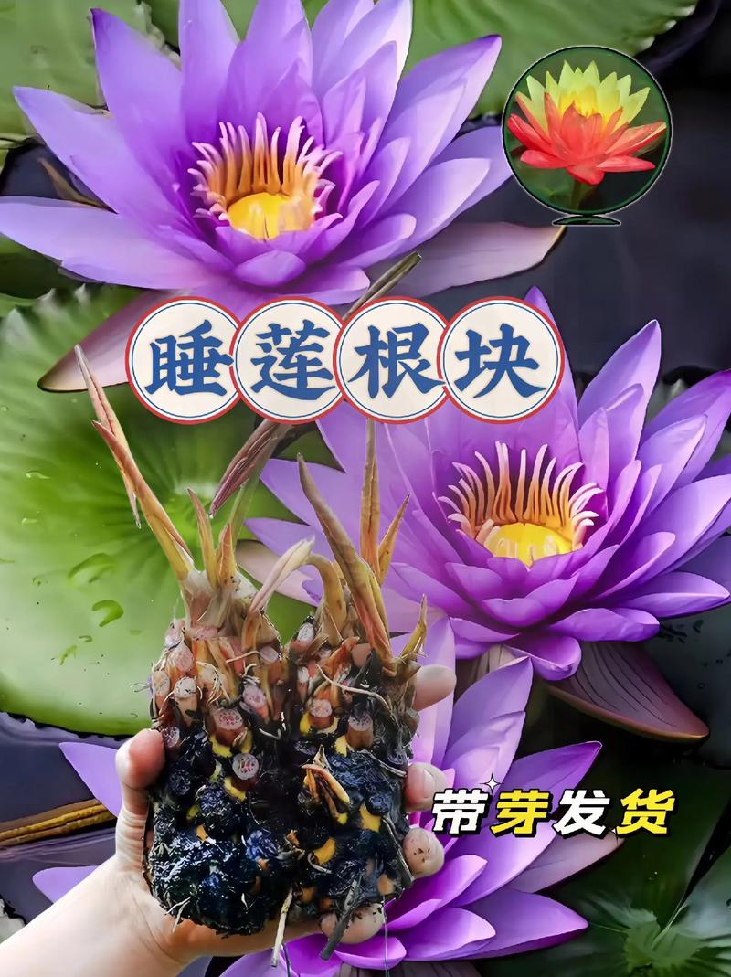 睡莲根可以全水养吗?睡莲根快要全部没在水中吗?-第5张图片-优品飞百科 睡莲根可以全水养吗?睡莲根快要全部没在水中吗?-第5张图片-优品飞百科