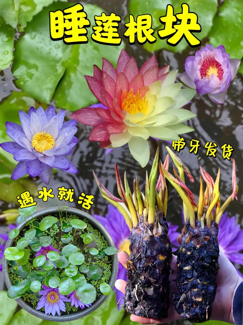 睡莲根可以全水养吗?睡莲根快要全部没在水中吗?-第6张图片-优品飞百科 睡莲根可以全水养吗?睡莲根快要全部没在水中吗?-第6张图片-优品飞百科