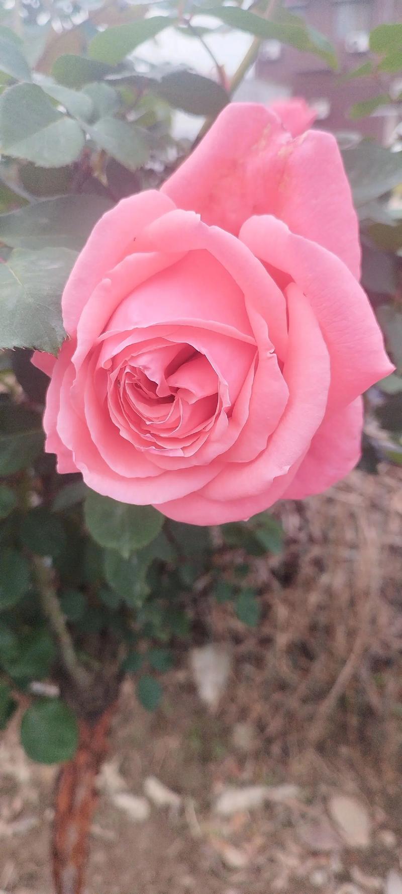 玫瑰花喜欢太阳晒吗，玫瑰花喜欢阳光还是不喜欢阳光