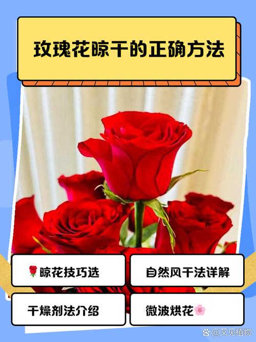 玫瑰花喜欢太阳晒吗，玫瑰花喜欢阳光还是不喜欢阳光-第2张图片-优品飞百科