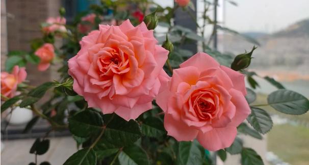 玫瑰花喜欢太阳晒吗，玫瑰花喜欢阳光还是不喜欢阳光-第3张图片-优品飞百科