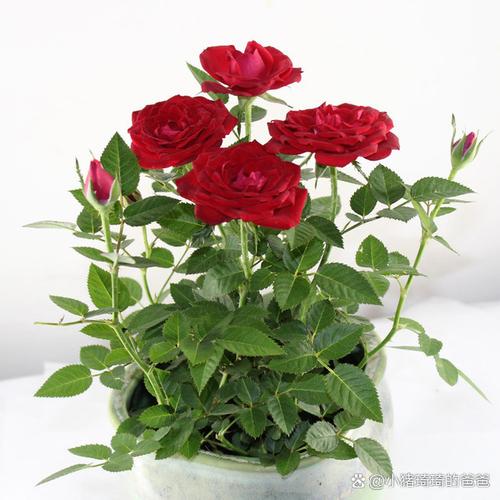 玫瑰花喜欢太阳晒吗，玫瑰花喜欢阳光还是不喜欢阳光-第4张图片-优品飞百科