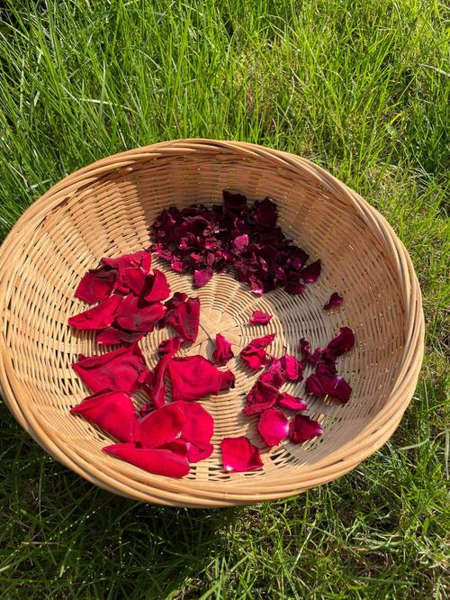 玫瑰花喜欢太阳晒吗，玫瑰花喜欢阳光还是不喜欢阳光-第5张图片-优品飞百科