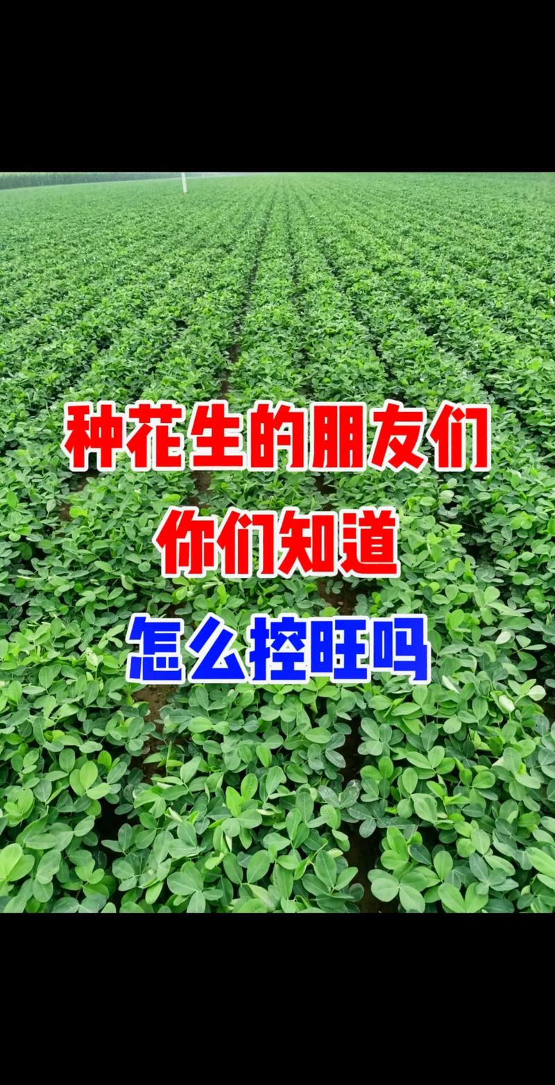 花生几月份播种，广西花生几月份播种？