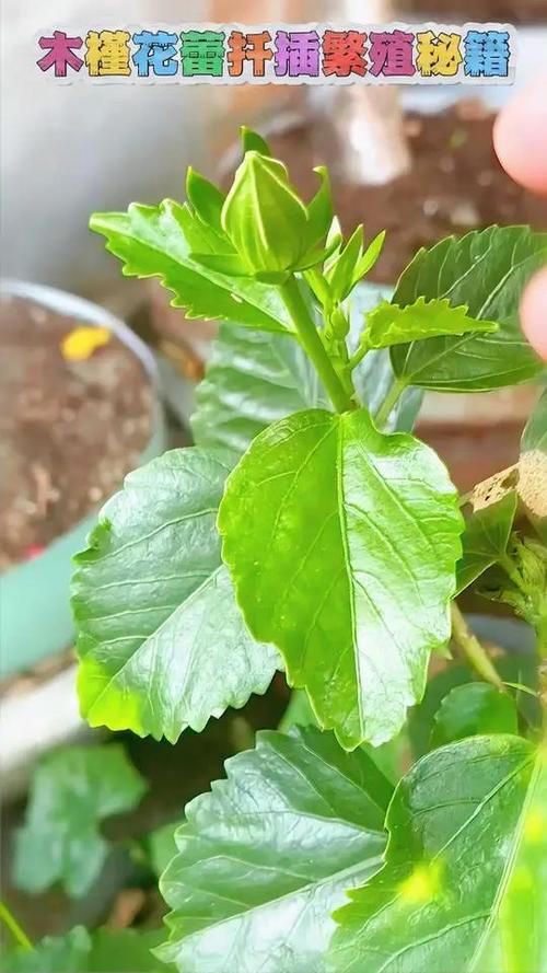 木槿扦插最佳时间，木槿花几月份扦插好-第2张图片-优品飞百科
