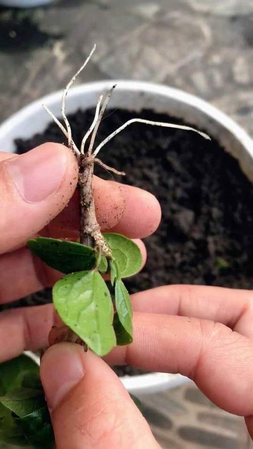 木槿扦插最佳时间，木槿花几月份扦插好-第3张图片-优品飞百科