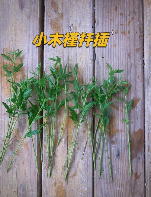 木槿扦插最佳时间，木槿花几月份扦插好-第4张图片-优品飞百科