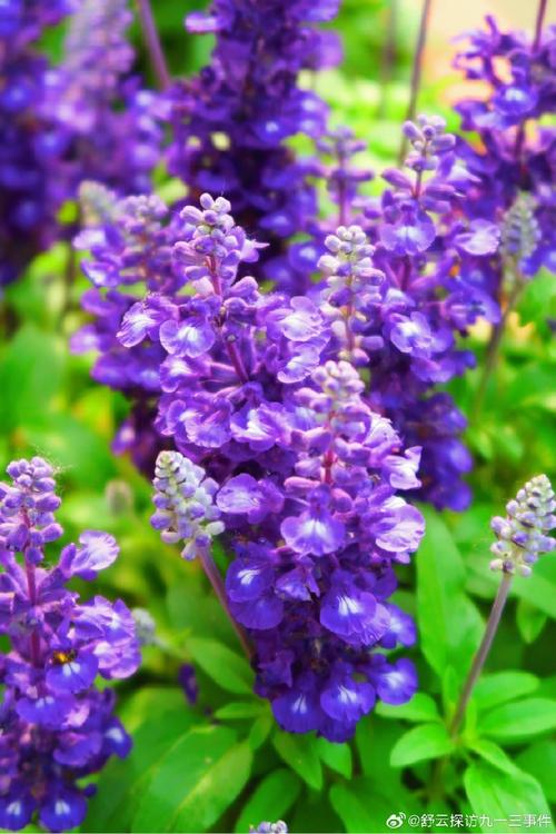 紫色的花有哪些？紫色的花有哪些及花名图片？