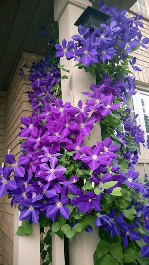 紫色的花有哪些？紫色的花有哪些及花名图片？-第2张图片-优品飞百科