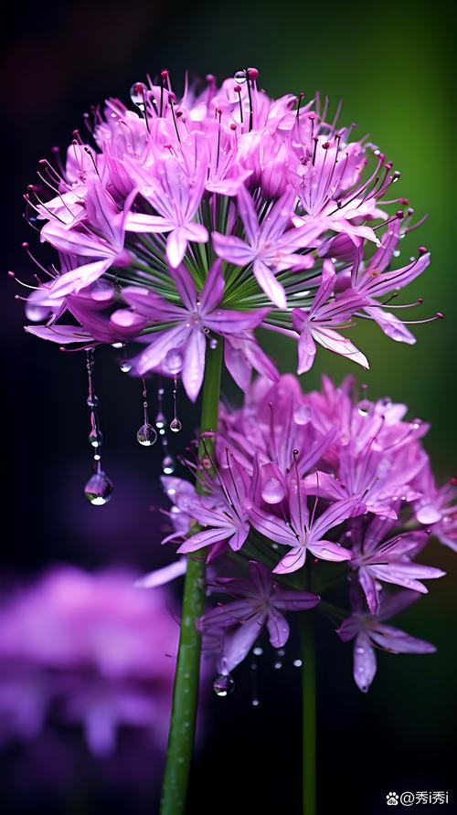 紫色的花有哪些？紫色的花有哪些及花名图片？-第3张图片-优品飞百科