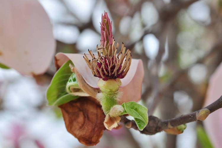 如何使二乔木兰在元旦开花，二乔木兰和二乔玉兰