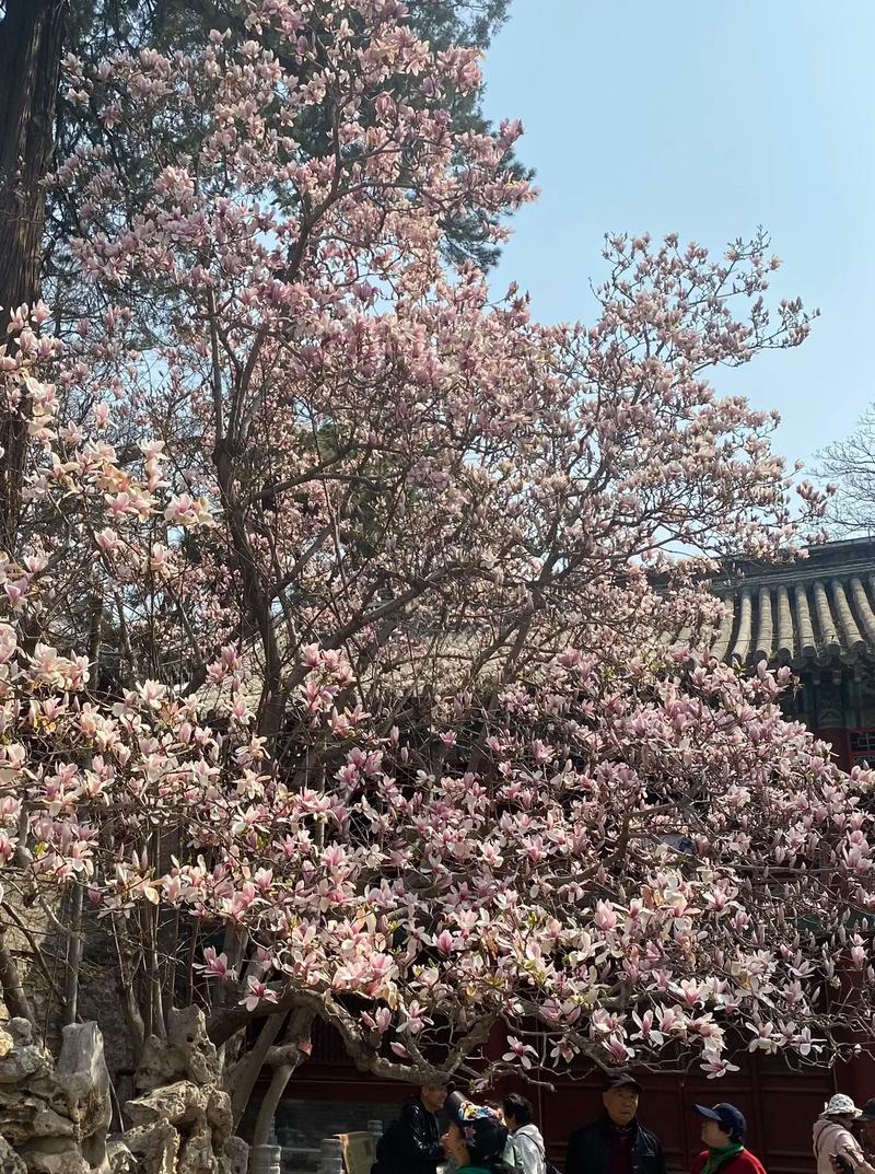 如何使二乔木兰在元旦开花，二乔木兰和二乔玉兰-第3张图片-优品飞百科