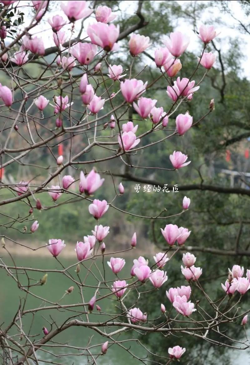 如何使二乔木兰在元旦开花，二乔木兰和二乔玉兰-第4张图片-优品飞百科