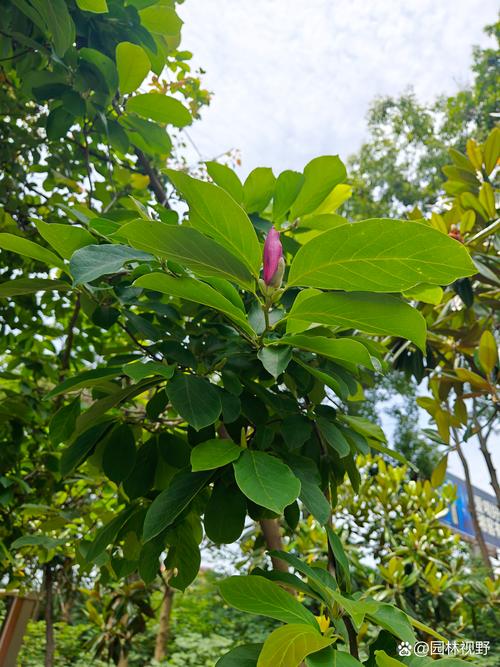 如何使二乔木兰在元旦开花，二乔木兰和二乔玉兰-第5张图片-优品飞百科