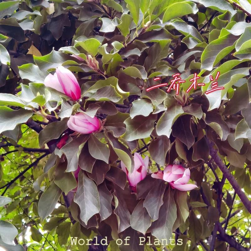 如何使二乔木兰在元旦开花，二乔木兰和二乔玉兰-第6张图片-优品飞百科