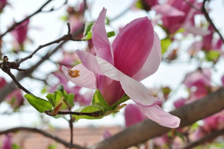 如何使二乔木兰在元旦开花，二乔木兰和二乔玉兰-第7张图片-优品飞百科