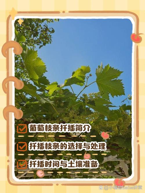 葡萄扦插什么时候比较好，葡萄扦插的最佳时间