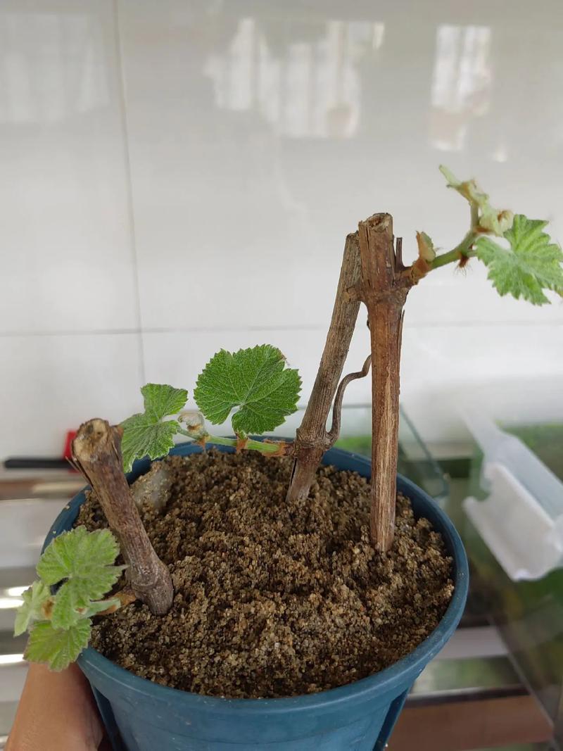 葡萄扦插什么时候比较好，葡萄扦插的最佳时间-第2张图片-优品飞百科