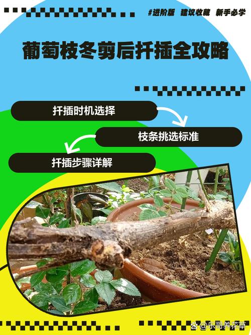 葡萄扦插什么时候比较好，葡萄扦插的最佳时间-第3张图片-优品飞百科