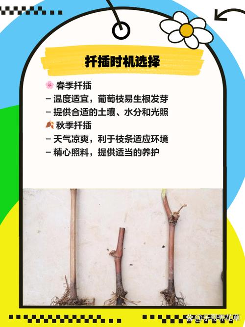 葡萄扦插什么时候比较好，葡萄扦插的最佳时间-第4张图片-优品飞百科