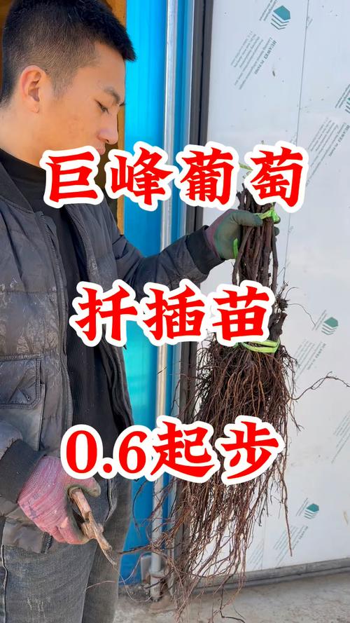 葡萄扦插什么时候比较好，葡萄扦插的最佳时间-第5张图片-优品飞百科