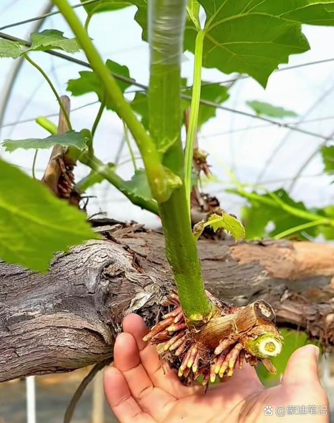 葡萄扦插什么时候比较好，葡萄扦插的最佳时间-第6张图片-优品飞百科