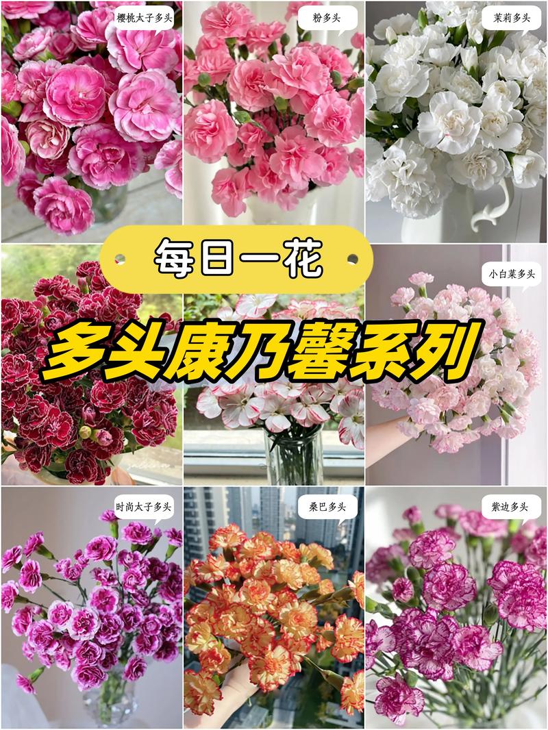 多头康乃馨怎么养水养，多头康乃馨的品种及名称？