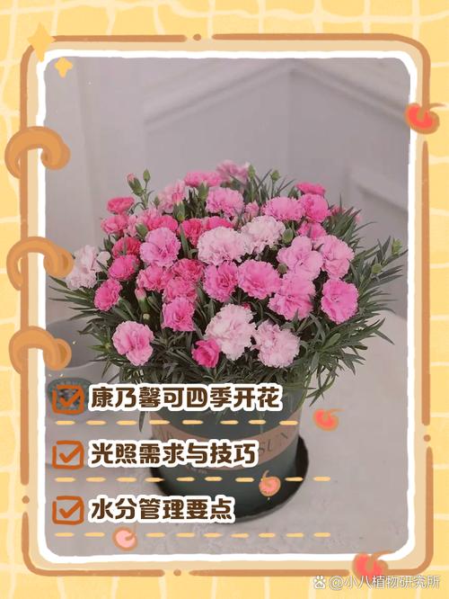 多头康乃馨怎么养水养，多头康乃馨的品种及名称？-第2张图片-优品飞百科