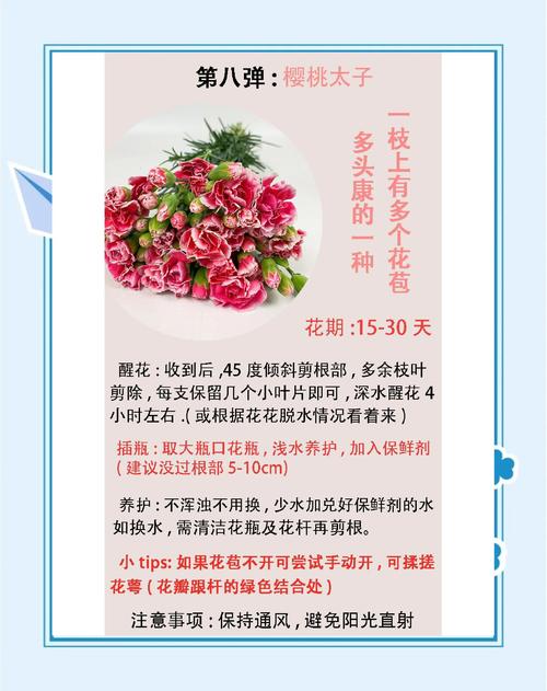 多头康乃馨怎么养水养，多头康乃馨的品种及名称？-第3张图片-优品飞百科