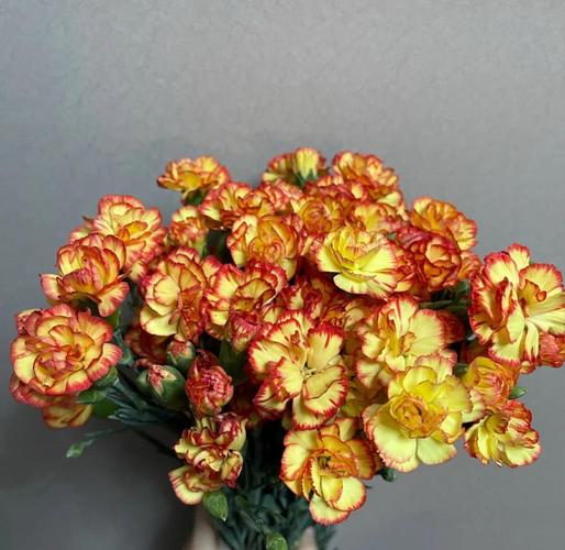 多头康乃馨怎么养水养，多头康乃馨的品种及名称？-第4张图片-优品飞百科