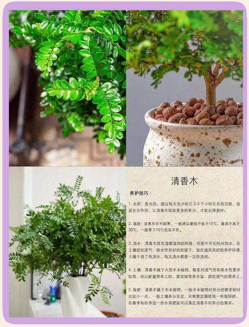 清香木冬天怎么养，清香木冬天怎么养才能安全过冬?