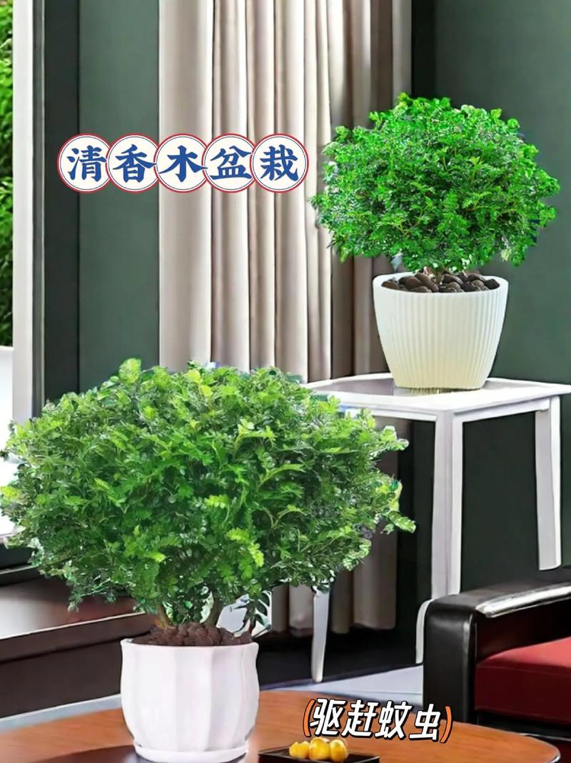 清香木冬天怎么养，清香木冬天怎么养才能安全过冬?-第2张图片-优品飞百科