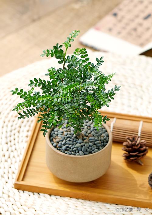 清香木冬天怎么养，清香木冬天怎么养才能安全过冬?-第3张图片-优品飞百科