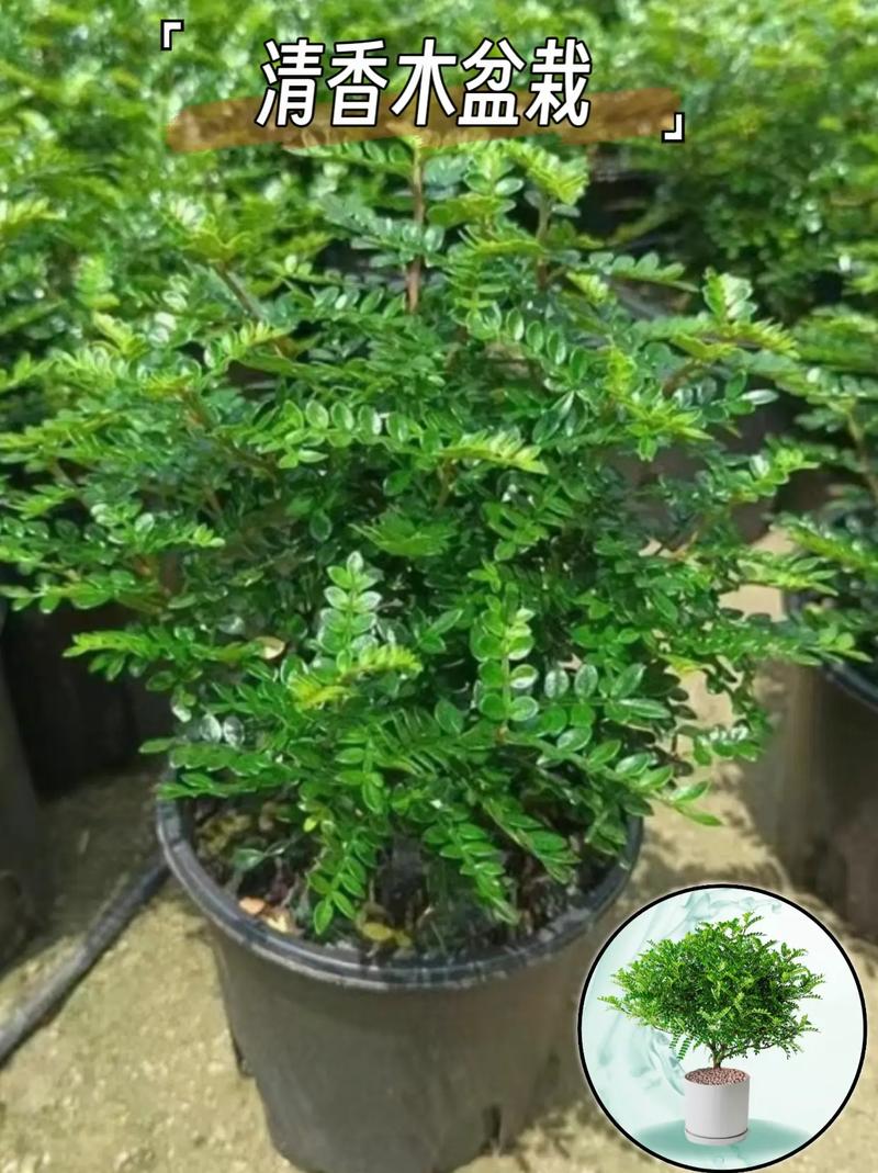 清香木冬天怎么养，清香木冬天怎么养才能安全过冬?-第4张图片-优品飞百科