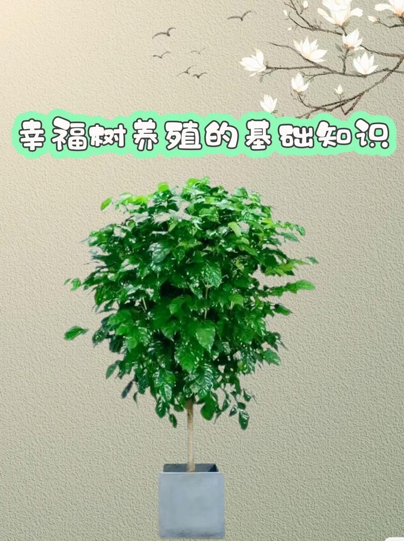 幸福树喜阴还是喜阳光？幸福树喜阴还是喜阳光好？