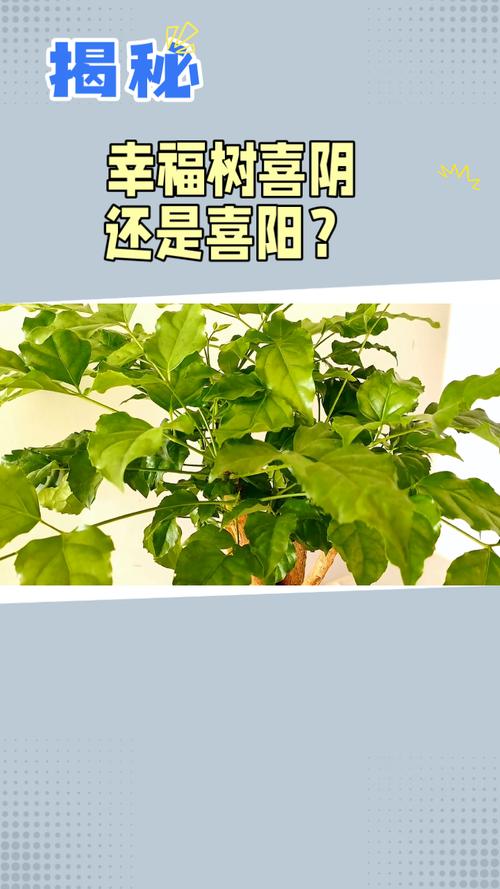 幸福树喜阴还是喜阳光?幸福树喜阴还是喜阳光好?-第2张图片-优品飞百科 幸福树喜阴还是喜阳光?幸福树喜阴还是喜阳光好?-第2张图片-优品飞百科