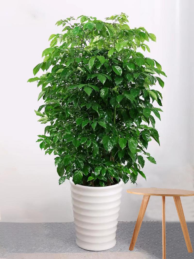 幸福树喜阴还是喜阳光?幸福树喜阴还是喜阳光好?-第4张图片-优品飞百科 幸福树喜阴还是喜阳光?幸福树喜阴还是喜阳光好?-第4张图片-优品飞百科