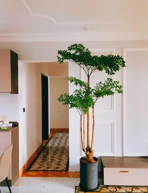 幸福树喜阴还是喜阳光?幸福树喜阴还是喜阳光好?-第5张图片-优品飞百科 幸福树喜阴还是喜阳光?幸福树喜阴还是喜阳光好?-第5张图片-优品飞百科