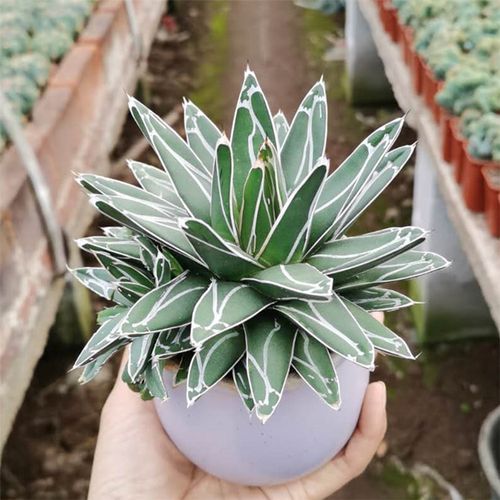 红卷绢怎么缀化，多肉红卷娟？