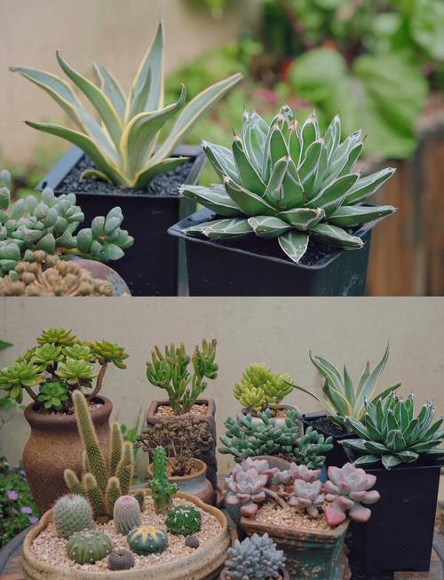 红卷绢怎么缀化，多肉红卷娟？-第2张图片-优品飞百科