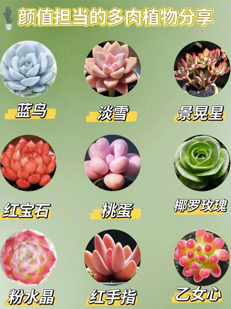 红卷绢怎么缀化，多肉红卷娟？-第3张图片-优品飞百科