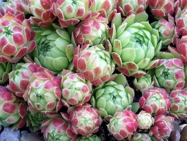 红卷绢怎么缀化，多肉红卷娟？-第4张图片-优品飞百科