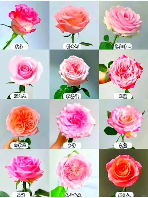怎么让玫瑰开花，怎么让玫瑰开花快？-第3张图片-优品飞百科