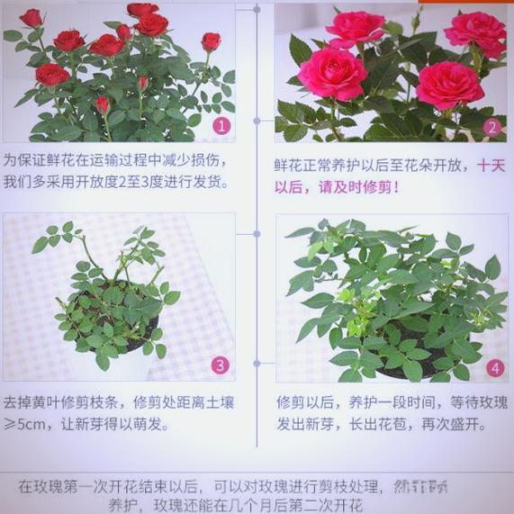 怎么让玫瑰开花，怎么让玫瑰开花快？-第4张图片-优品飞百科