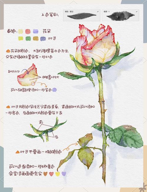 怎么让玫瑰开花，怎么让玫瑰开花快？-第5张图片-优品飞百科