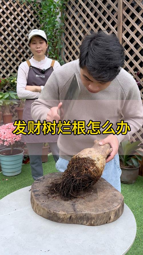 发财树烂根后重新生根，发财树烂根后重新生根能活吗？