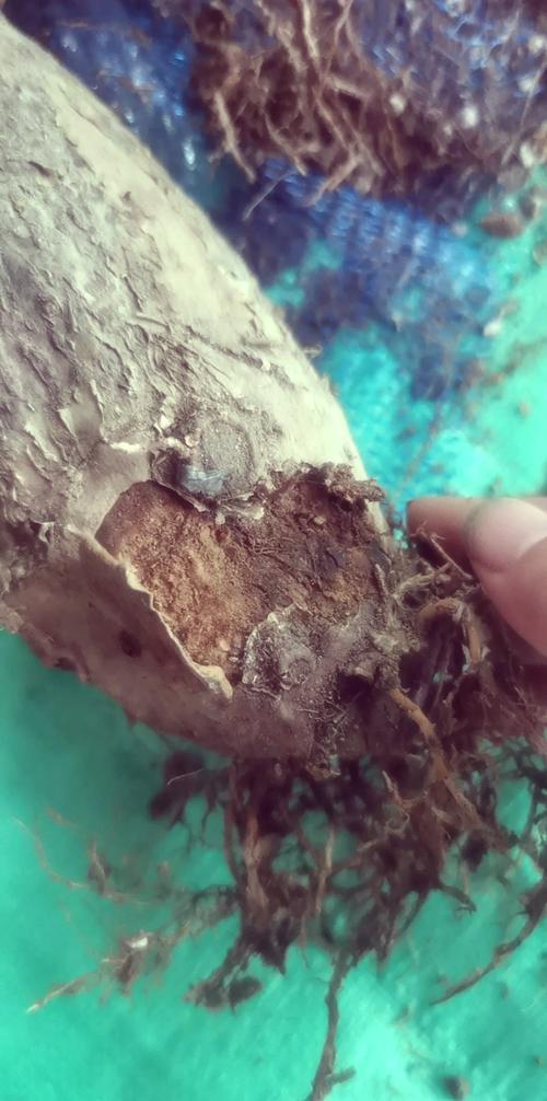 发财树烂根后重新生根，发财树烂根后重新生根能活吗？-第2张图片-优品飞百科